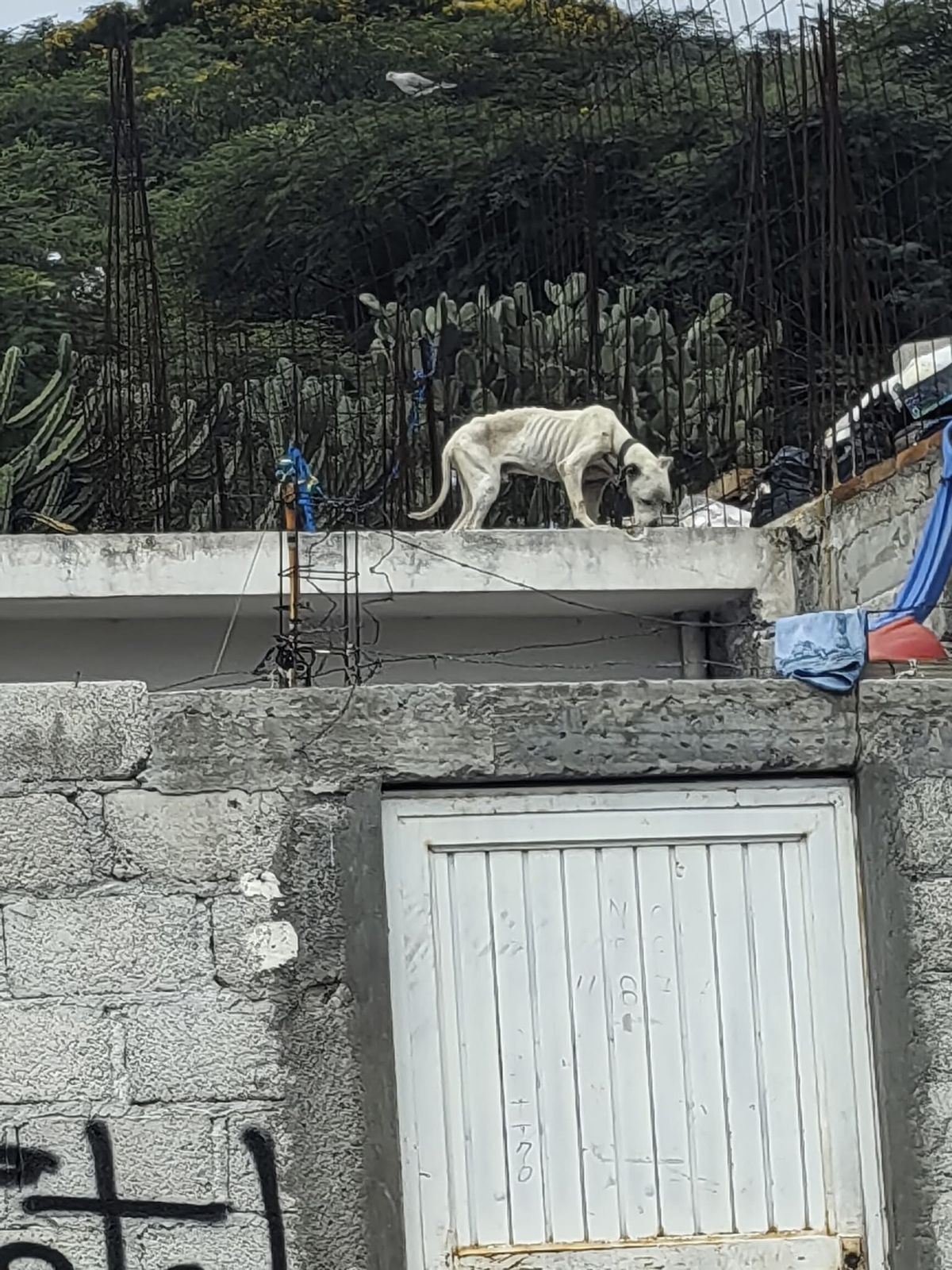 «Atiende Secretaría de Bienestar Animal denuncia viral de maltrato animal»