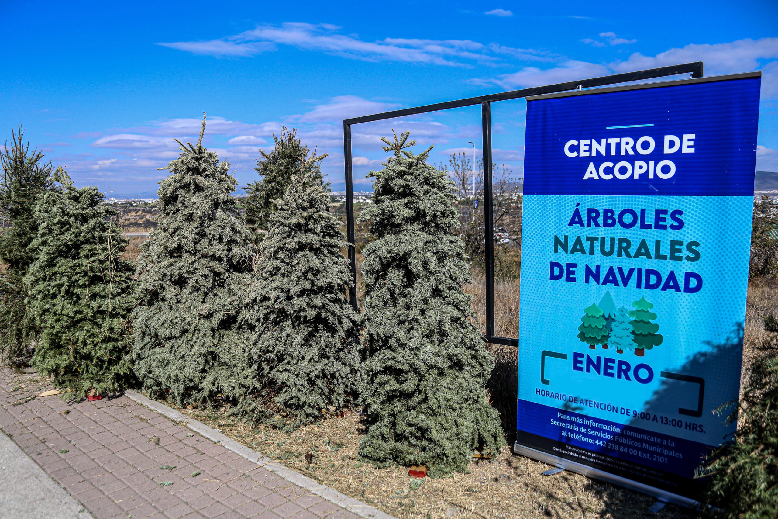 El Marqués arrancará campaña de recolección de Árboles de Navidad 2026.