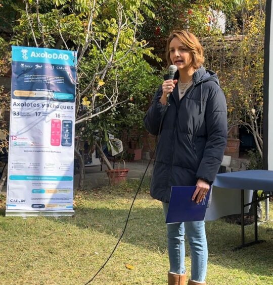 Llama López Birlain a preservar al ajolote, parte de la identidad cultural queretana