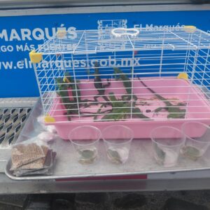 Aseguran iguanas y tortugas por presunta venta irregular en El Marqués.