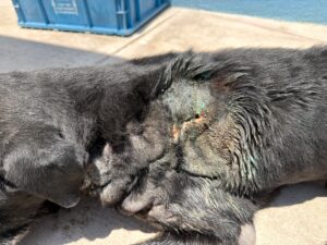 Mantiene IMPA atención permanente a ejemplar afectado por gusano barrenador•⁠  ⁠El ejemplar recibió atención integral especializada y continúa bajo observación veterinaria.