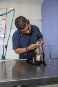 Gobierno de El Marqués, Resguarda y Protege a Especies a través del IMPA.
