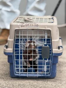 IMCA fortalece la atención y el resguardo de fauna silvestre en Corregidora