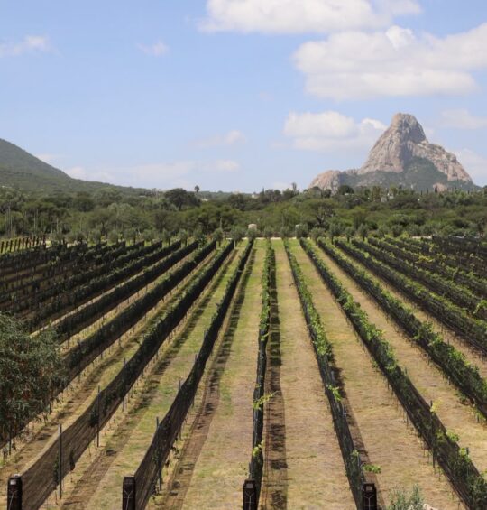 Refuerza Viñedo de Piedra oferta de la Ruta del Arte, Queso y Vino de Querétaro